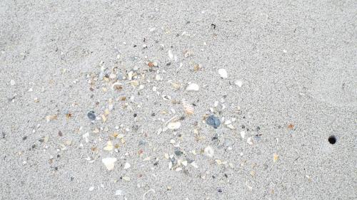 Cocoa Beach Shells