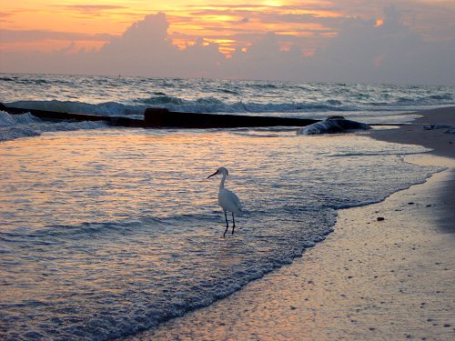 Madeira Beach Egret Sunset 